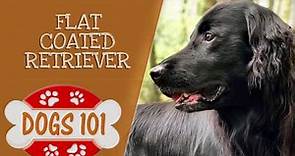 Dogs 101 - Flat Coated Retriever - Top Dog Facts About the Flat Coated Retriever