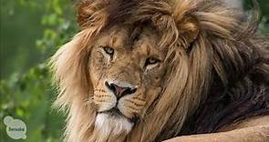 20 Datos Curiosos de los Leones - El Rey de la Selva