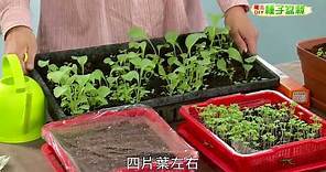 種子盆栽DIY教學 - 點播法