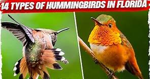 14 Types of Hummingbirds in Florida (with Pictures)