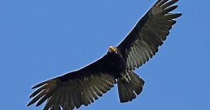 Meet the 7 New World Vulture Species
