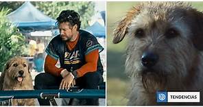Arthur the King, la nueva película de Mark Wahlberg, ya tiene tráiler: Su coprotagonista es un perro