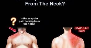 Neck pain or shoulder pain, WHY IT HURTS.