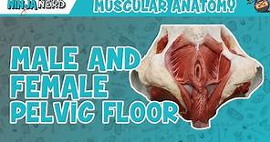 Muscles of the Male & Female Pelvic Floor | Anatomy Model