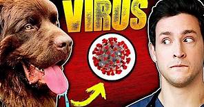 How Dogs Spread The Coronavirus