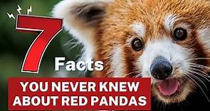 7 Facts You Never Knew About Red Pandas!