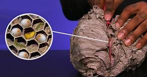 What's inside a wasp's nest?