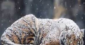 Tigre bajo la nieve