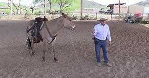 How to Tell If A Mule Is Trained and What to Look for When Buying