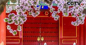春花盛放、群芳争艳！用花开的方式打开春日北京故宫 | CCTV