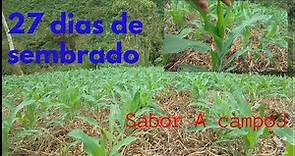 cultivo de maíz criollo en siembra directa o labranza cero: 27 días/ corn crop/克里奧爾人的玉米