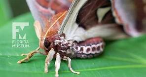 Butterfly Rainforest Moment: Atlas Moth