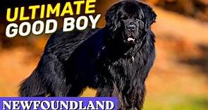 Newfoundland - The Ultimate Good Boy Among All Dog Breeds | Characteristics