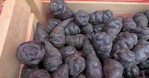 Mashua Negra, un alimento capaz de controlar el cáncer