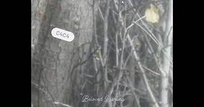 Beloved Darling - C4C4 - 2024 (Full Album)