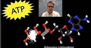 ATP: Adenosine Triphosphate