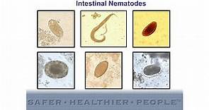 Diagnostic Features of Intestinal Nematodes