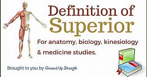 Superior Definition (Anatomy, Kinesiology, Medicine)