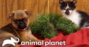 Cutest Puppy & Kitty Holiday Moments | Too Cute! | Animal Planet