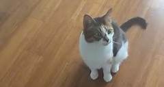 Salina has blossomed into an... - Ten Lives Cat Rescue