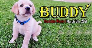 Hi! My Name is Buddy and This is My Story [The Movie]