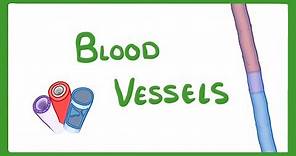 GCSE Biology - Blood Vessels #24