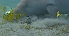 The Dugong, or “Sea Cow”, is a herbivorous marine mammal that is the last representative of the once-diverse family Dugongidae. The closest modern relative, Steller’s sea cow (Hydrodamalis gigas), was hunted to extinction in the 18th century. | Science Channel