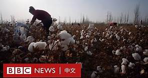 BBC新疆調查：中國棉花行業背後的維吾爾人強迫勞動－ BBC News 中文