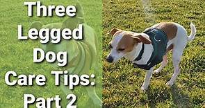 The Best Three Legged Dog (Tripod) Care: PART 2