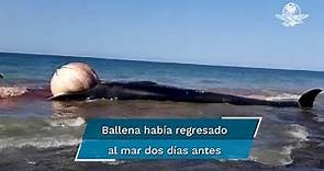 Triste desenlace: ballena rescatada en Puerto Peñasco regresó a la playa muerta
