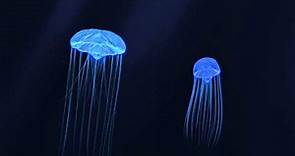 jellyfish animation