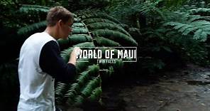 Twin Falls / Maui Hawaii / Hike Guide