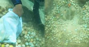 誇張！沖繩宮古島海底堆滿5000多顆高爾夫球 居民憂汙染海洋 - 國際 - 自由時報電子報