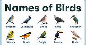 Birds Names in English | Learn 100 Most Common Birds Names with Pronunciation & Picture