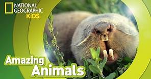 Big-headed Mole Rat | Amazing Animals