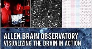 Allen Brain Observatory: Visualizing the brain in action