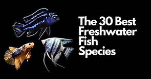 The 30 Best Freshwater Aquarium Fish 🐠