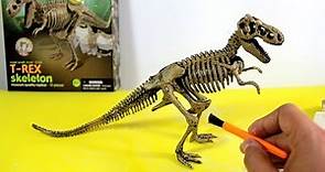T-Rex Skeleton - Dinosaur excavation kit | Esqueleto Tiranosaurio Rex de juguete para excavar - 4/7