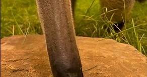 Giant Anteaters: Everything You Need to Know