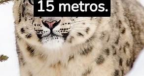 Datos Curiosos Del Leopardo De Las Nieves.