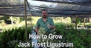 How to grow Jack Frost Ligustrum with detailed description