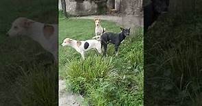 Amazing two dogs Breeding mating | YouTube video | #youtube #viral