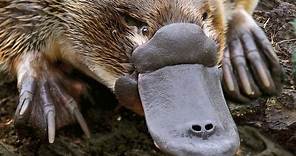 Platypus Documentary - The World's Strangest Animal - History TV