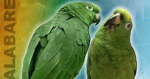 Loros cantan alabare! Cantando Alabare | Singing Bird Duo