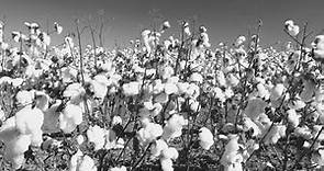 The History of Cotton | Georgia Cotton