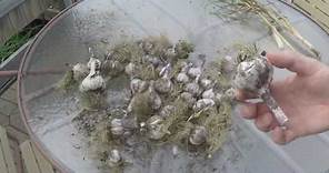 How to Clean Harvested Garlic After Drying