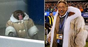 Who wore it best? Football great Joe Namath's Super Bowl fur coat compared with the IKEA monkey