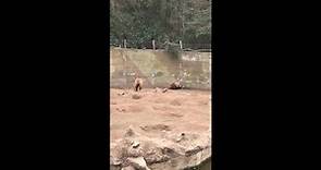 Cat Wilson's close call with bears at a zoo in Buenos Aires, Argentina