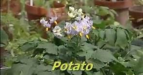 Pollination Methods: Solanum (Part 1)