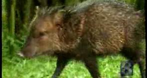 Plucky Peccaries Pig Out